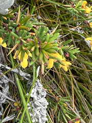Berberis empetrifolia