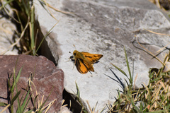 Hylephila phyleus phyleus