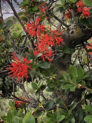 Embothrium coccineum