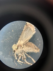 Trichoplusia ni