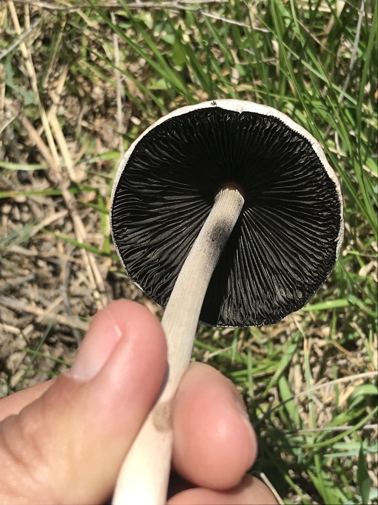 Panaeolus antillarum · November 2022 · photo: © tutitah (iNaturalist, cc0)