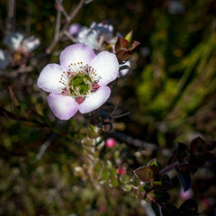 Leptospermum rotundifolium