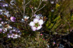Leptospermum rotundifolium