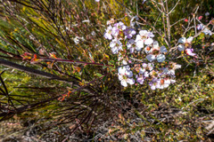 Leptospermum rotundifolium
