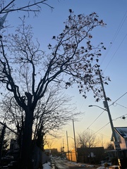 Ailanthus altissima