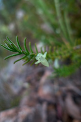 Chloanthes stoechadis