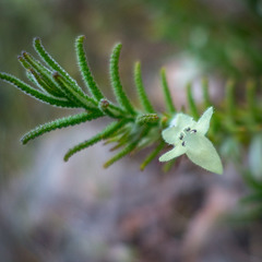 Chloanthes stoechadis