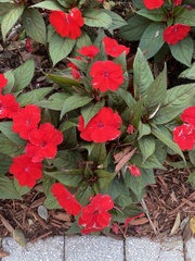 Impatiens