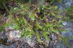 Chloanthes stoechadis