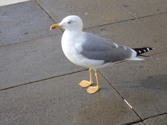 Larus michahellis
