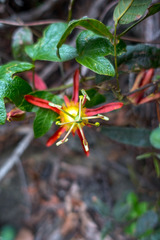 Passiflora cinnabarina