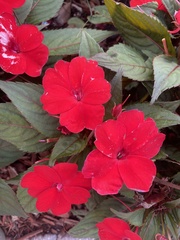 Impatiens
