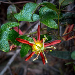 Passiflora cinnabarina