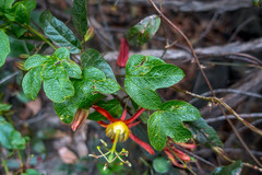 Passiflora cinnabarina