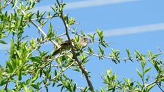 Synallaxis albescens