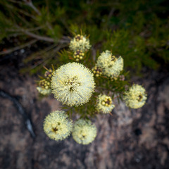 Melaleuca capitata