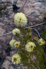 Melaleuca capitata