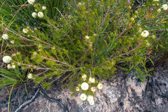 Melaleuca capitata