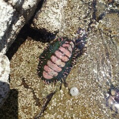 Acanthopleura echinata