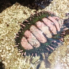 Acanthopleura echinata