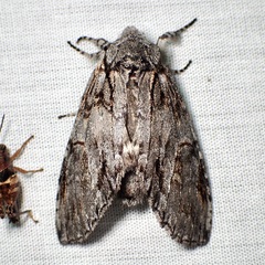 Macrurocampa miranda