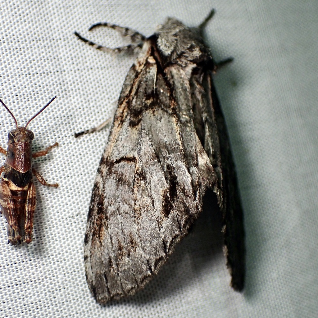 Macrurocampa miranda