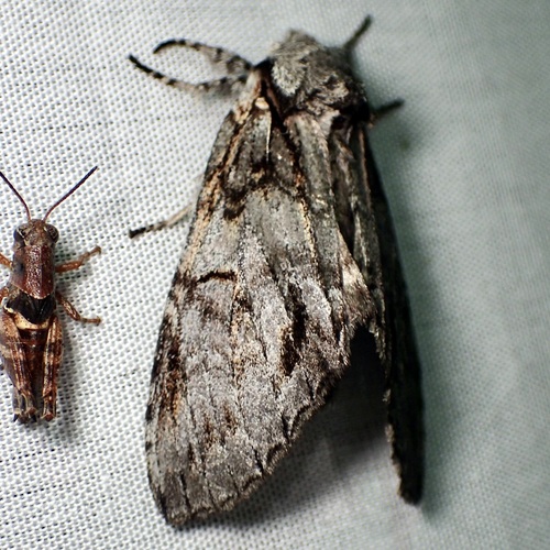 Macrurocampa miranda