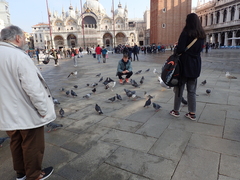 Columba livia domestica