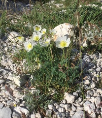 Papaver alpinum