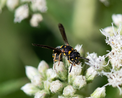 Parancistrocerus pedestris