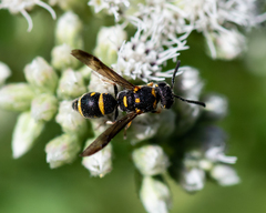 Parancistrocerus pedestris