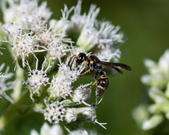 Parancistrocerus pedestris