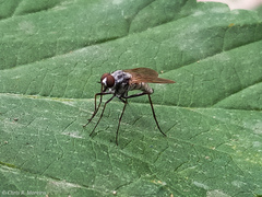 Therevidae