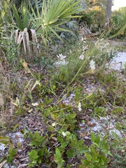 Polygonella gracilis