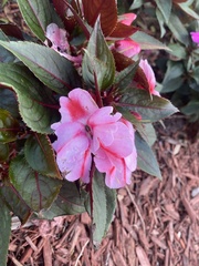 Impatiens hawkeri