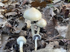 Leratiomyces
