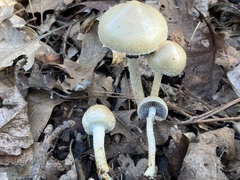 Leratiomyces