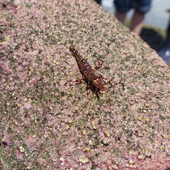 Rhynchocinetes typus