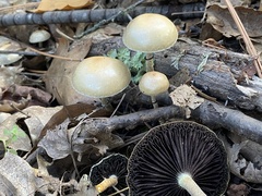 Leratiomyces