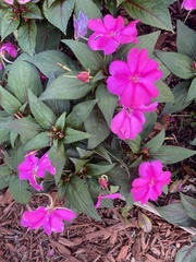 Impatiens hawkeri