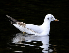 Chroicocephalus ridibundus