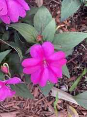 Impatiens hawkeri