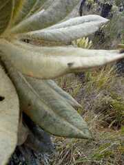 Espeletia hartwegiana