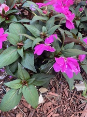 Impatiens hawkeri