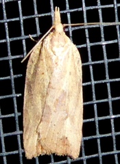 Planotortrix