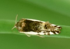 Tarache augustipennis