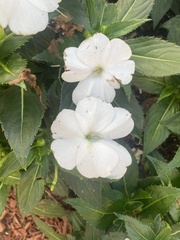 Impatiens hawkeri