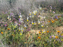 Nemesia cheiranthus