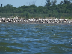 Phoenicopterus chilensis