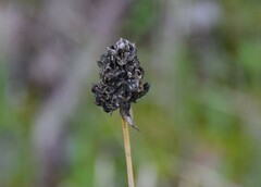 Allium sphaerocephalon